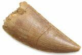 Serrated Raptor Tooth - Real Dinosaur Tooth #376444-1
